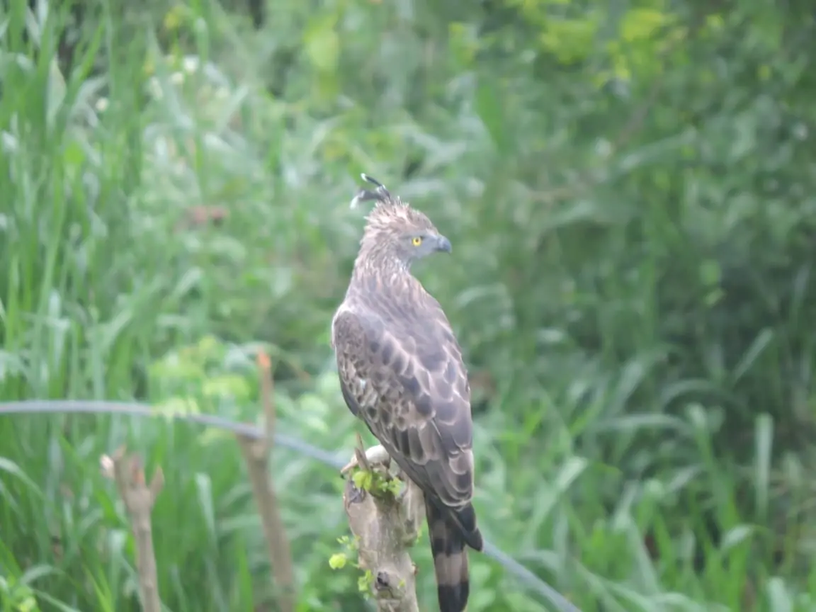 Bird Watching in Knuckles Range