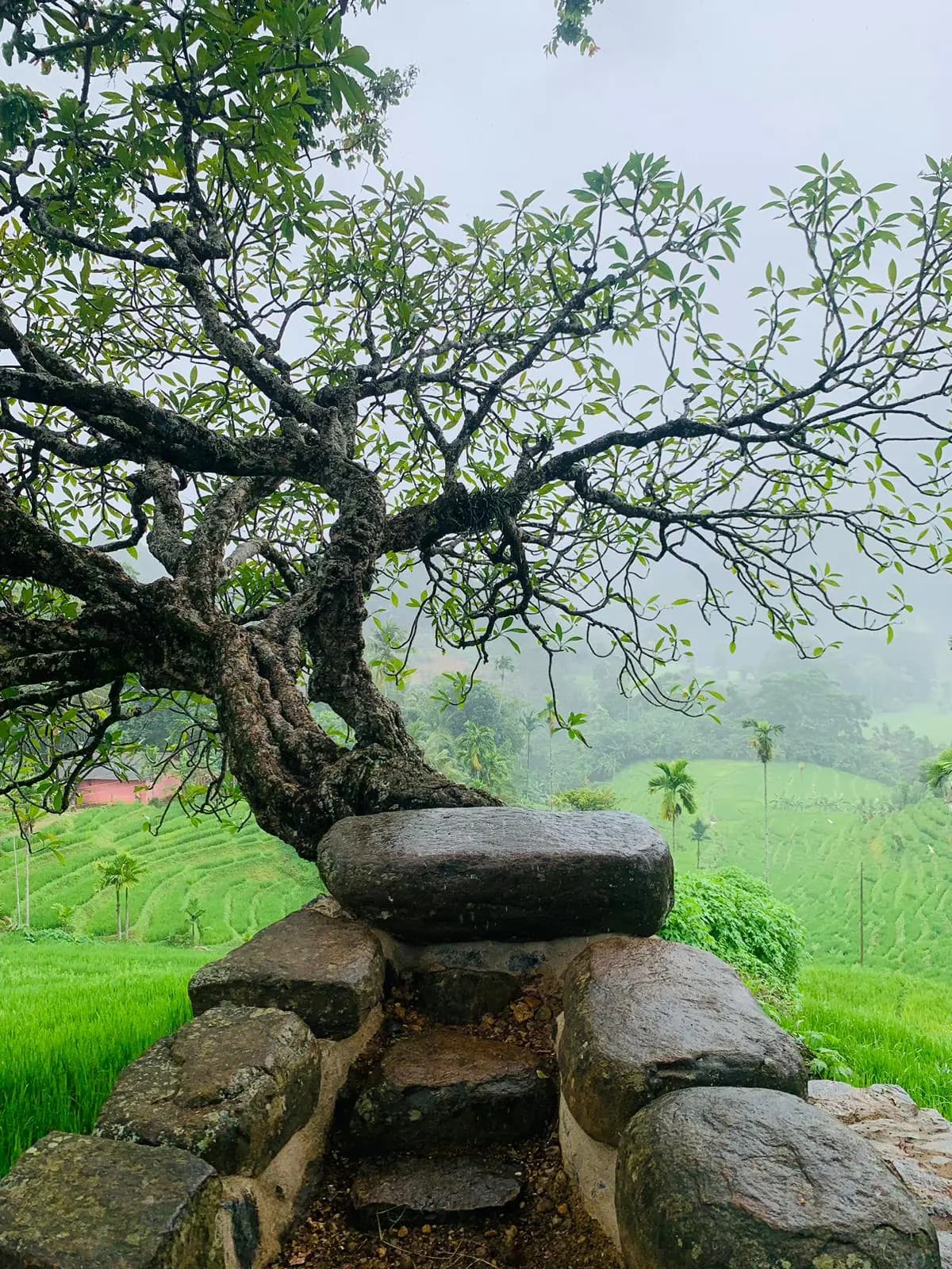 Knuckles Panoramic Mountain View
