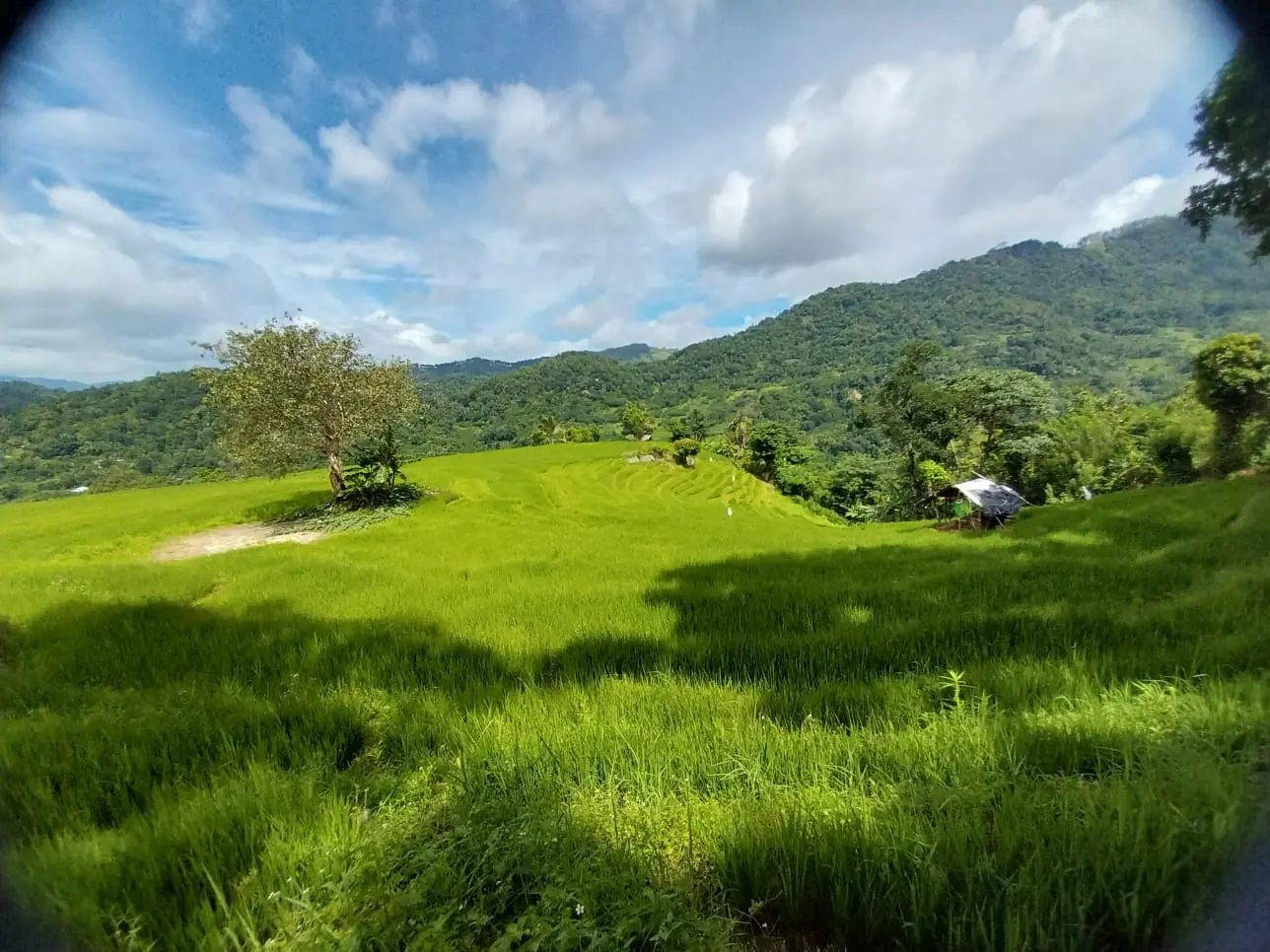 Lush Paddy Fields Terrace in Kandy