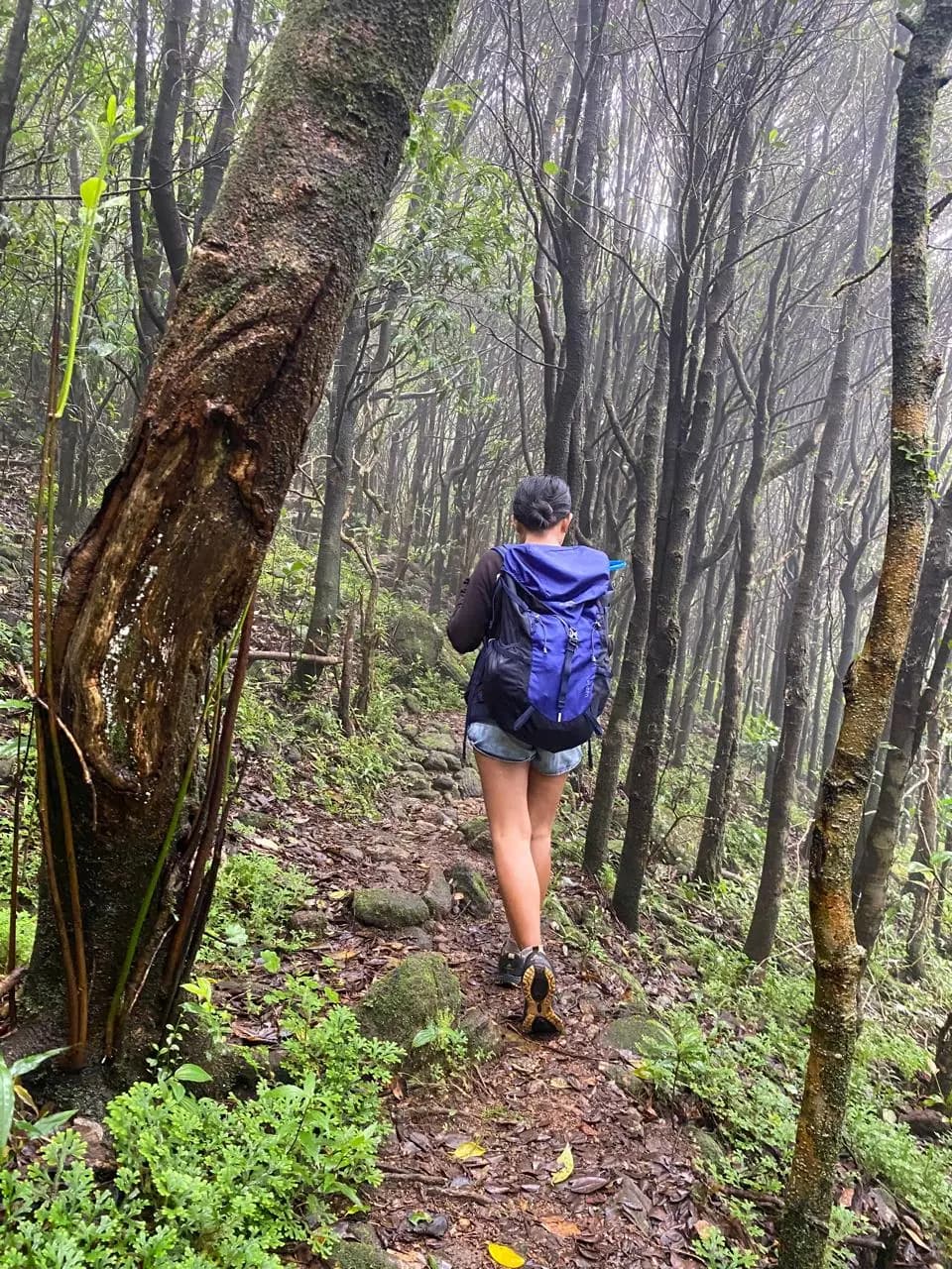 Trekking through Knuckles mist