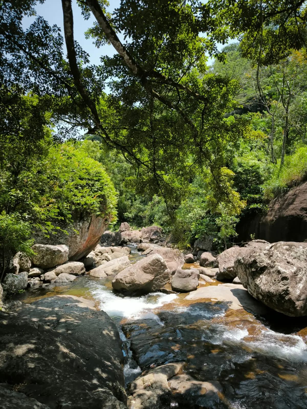 Crystal Clear Forest Stream Trekking