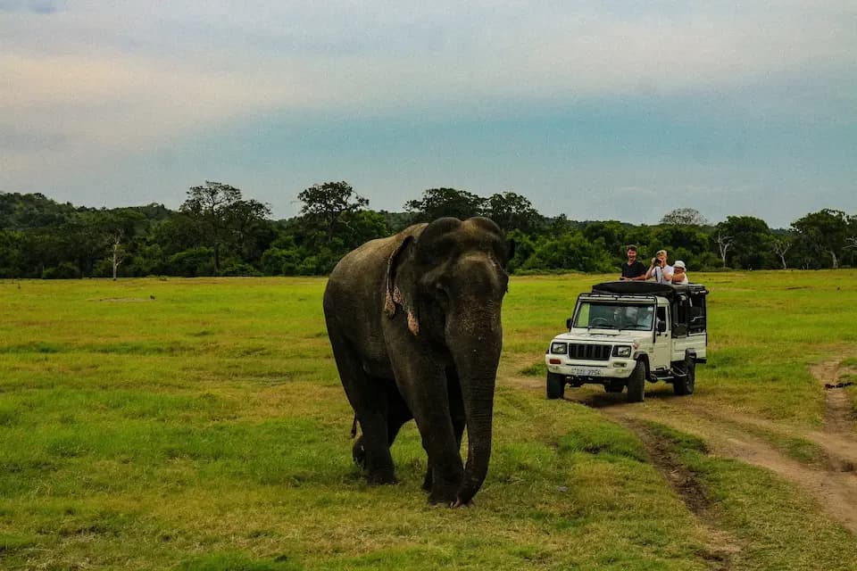 Safari Tour